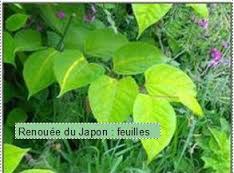 renoués